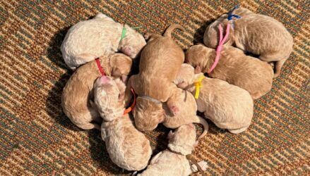 Hearty K9s Bixley pups Goldendoodle in Alberta