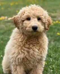 Hearty K9s Luther Goldendoodle in Alberta