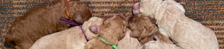 Featured image for “Eliza’s and Derby’s pups”