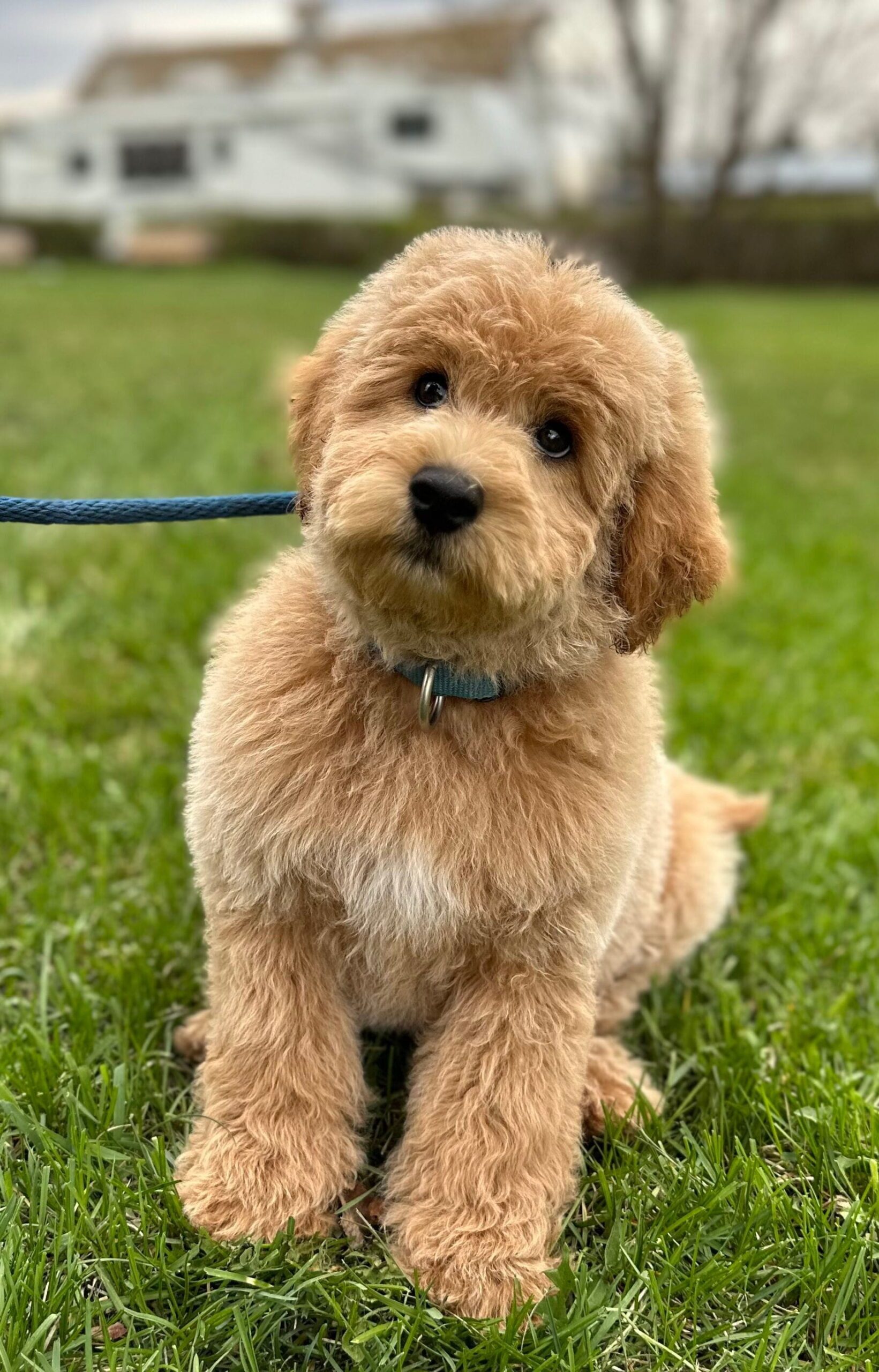 A brown puppy