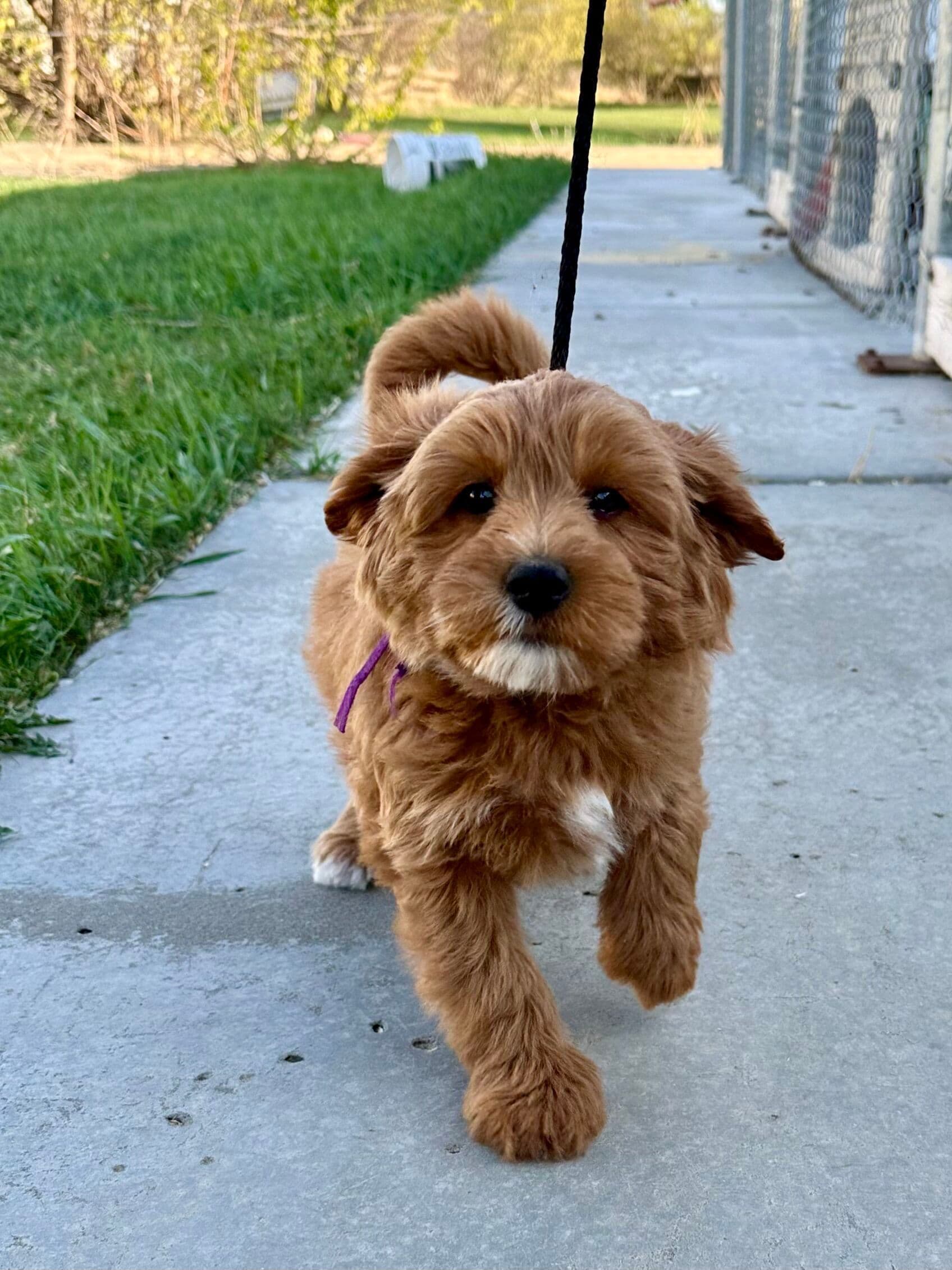 A brown puppy looking at the camera