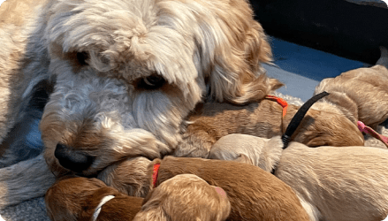 Recent newborns puppies with their mother