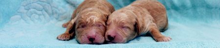 Featured image for “Tilly’s and Ryder’s pups”