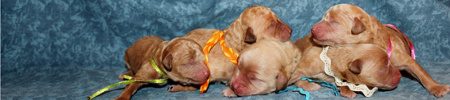 Featured image for “Josey’s and Ryder’s pups”