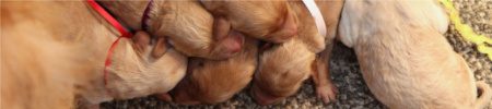 Featured image for “Penny’s and Horton’s pups”