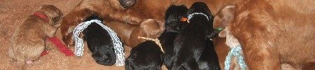 Featured image for “Lorelie’s and Kodiak’s pups”