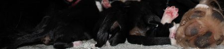 Featured image for “Liesl’s and Teddy’s pups”