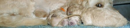 Featured image for “Josey’s and Ryder’s pups”