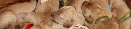 Featured image for “Peachy Keen’s and Dayo’s pups”