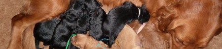 Featured image for “Beth’s and Kodiak’s pups”