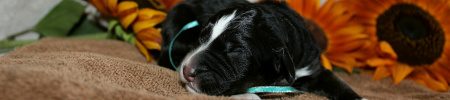 Featured image for “Liesl’s and Teddy’s pups”