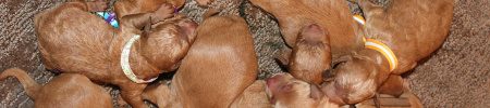 Featured image for “Ginger’s and Ryder’s pups”