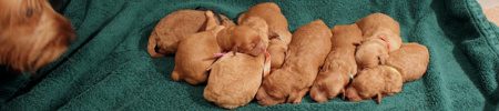 Featured image for “Ginger’s and Ryder’s pups”