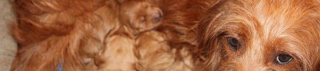 Featured image for “Ginger’s and Horton’s pups”