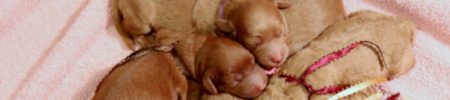 Featured image for “Ginger’s and Ryder’s pups”