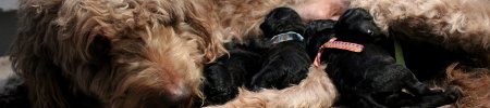 Featured image for “Bella’s and Horton’s pups”