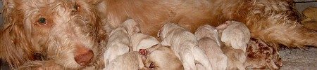 Featured image for “Lacy’s and Dayo’s pups”