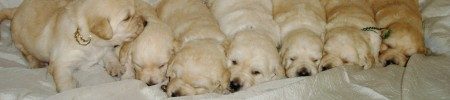 Featured image for “Murphy’s and Dayo’s pups”