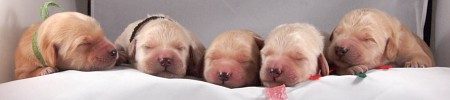 Featured image for “Sheena’s and Dayo’s pups”