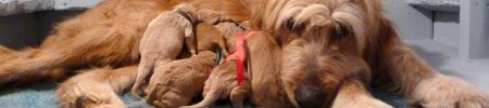 Featured image for “Skittles’ and Horton’s pups”