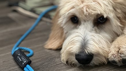 Grown-up dog lying down