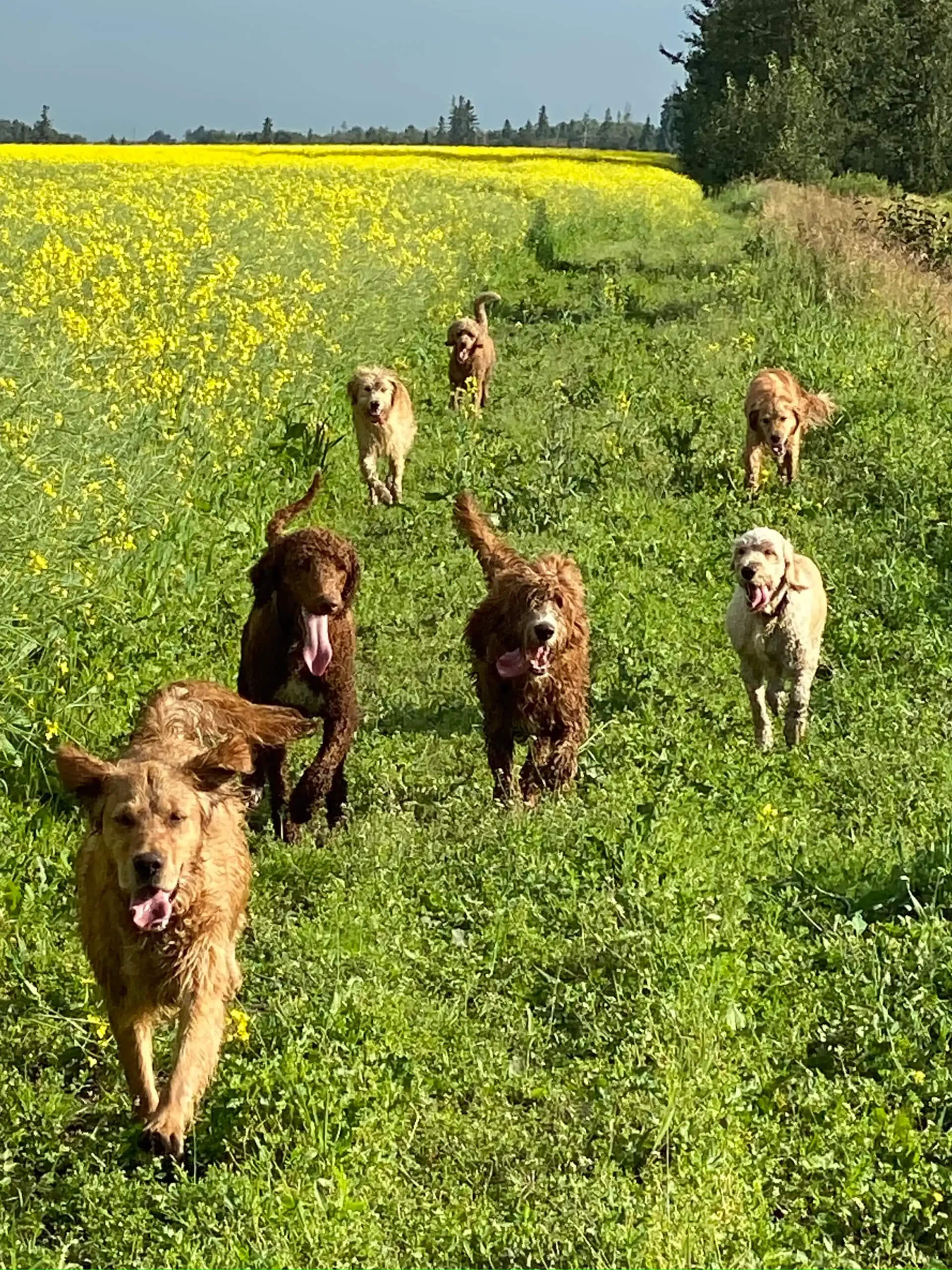 Goldendoodles in the grass. Hearty K9s Alberta