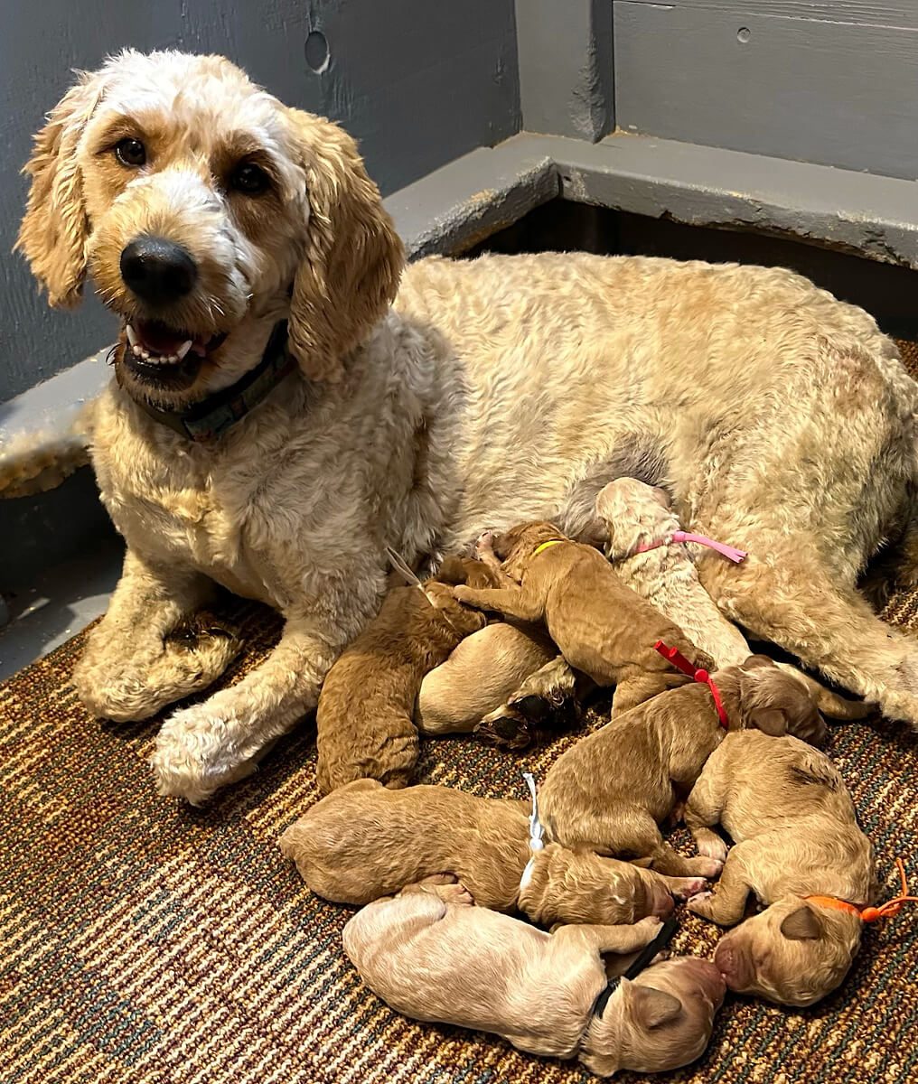 Dog with a new litter of puppies. Hearty K9s Alberta