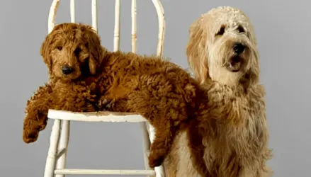 Featured image for “How big Do Goldendoodles Get?”