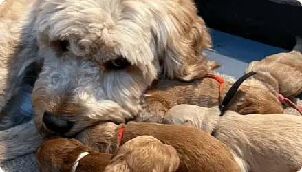 Mummy dog taking care of her little puppies