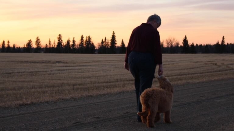 How long do Goldendoodles live Hearty K9s woman walking with dog in the sunset