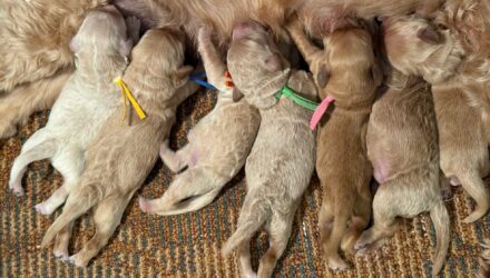 Featured image for “Munchkin’s and Clark’s pups”