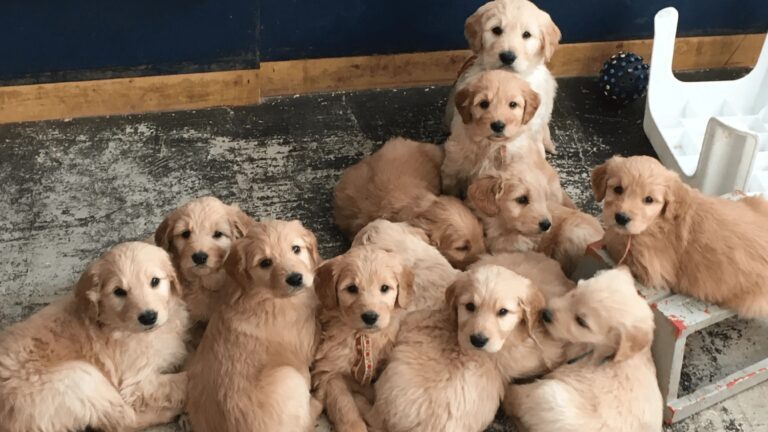 Are Goldendoodles hypoallergenic Goldendoodle in Alberta
