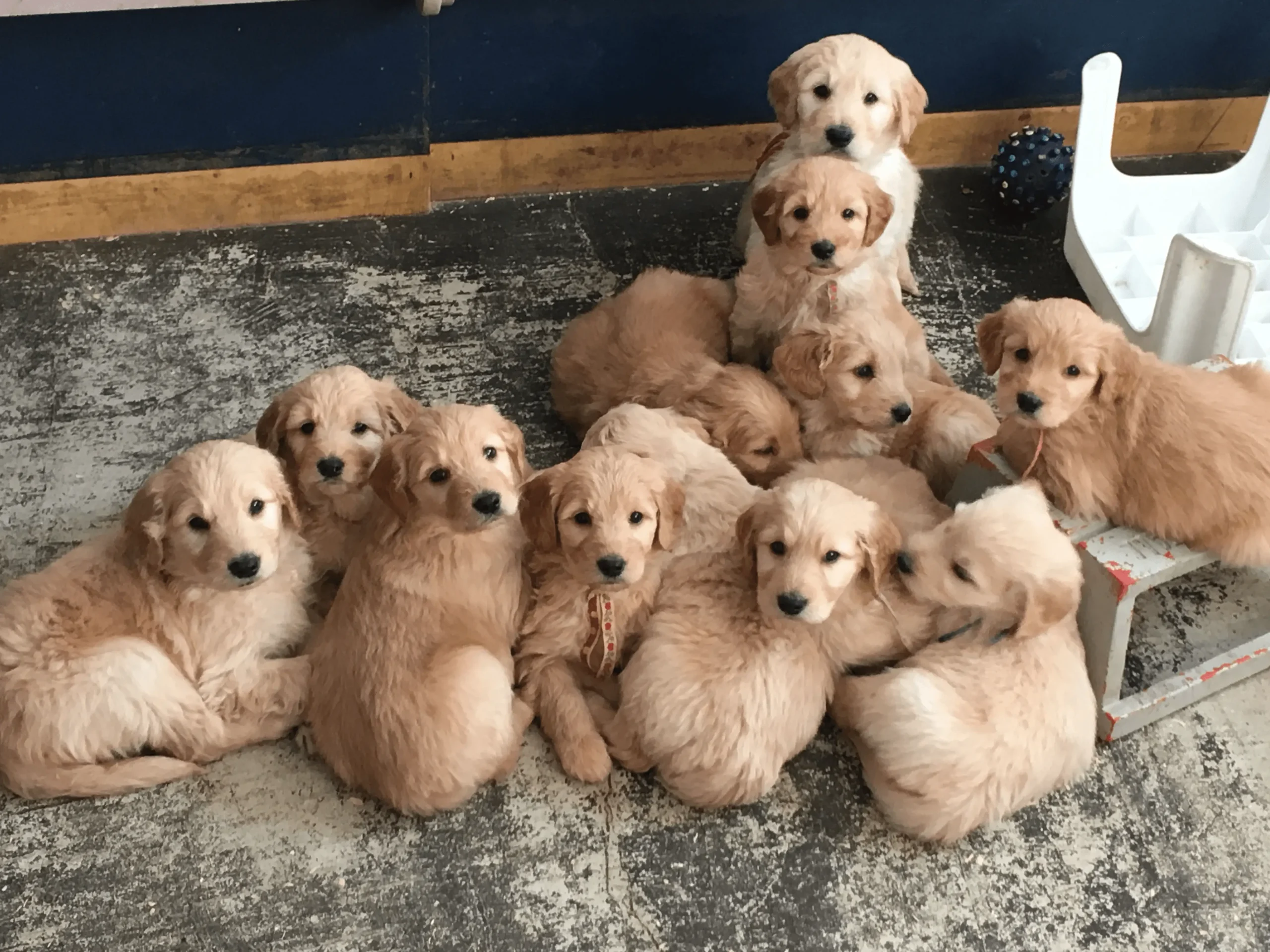Featured image for “Are Goldendoodles Hypoallergenic?”