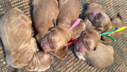 Featured image for “Goldie’s and Bo’s pups”