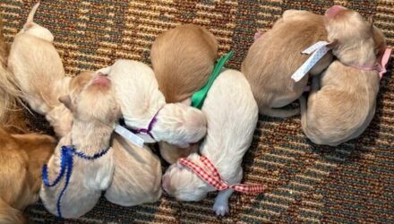Featured image for “Posie’s and Clark’s pups”