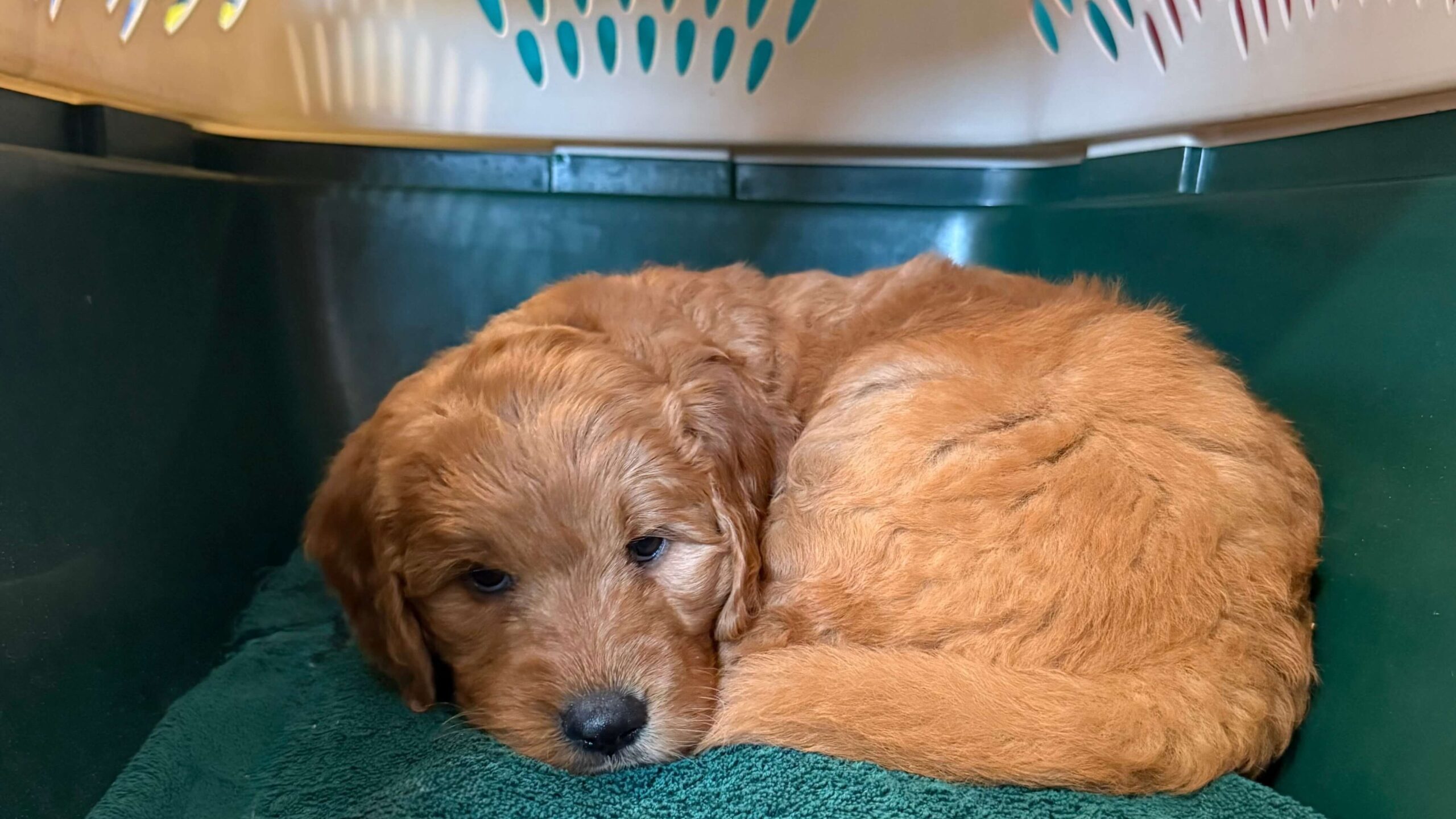 Featured image for “Crate Training Your Goldendoodle Puppy”