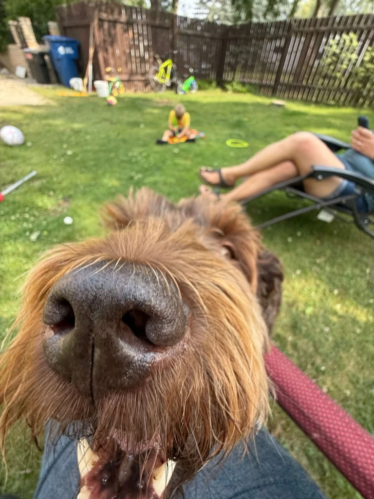 dog sharing backyard with dog