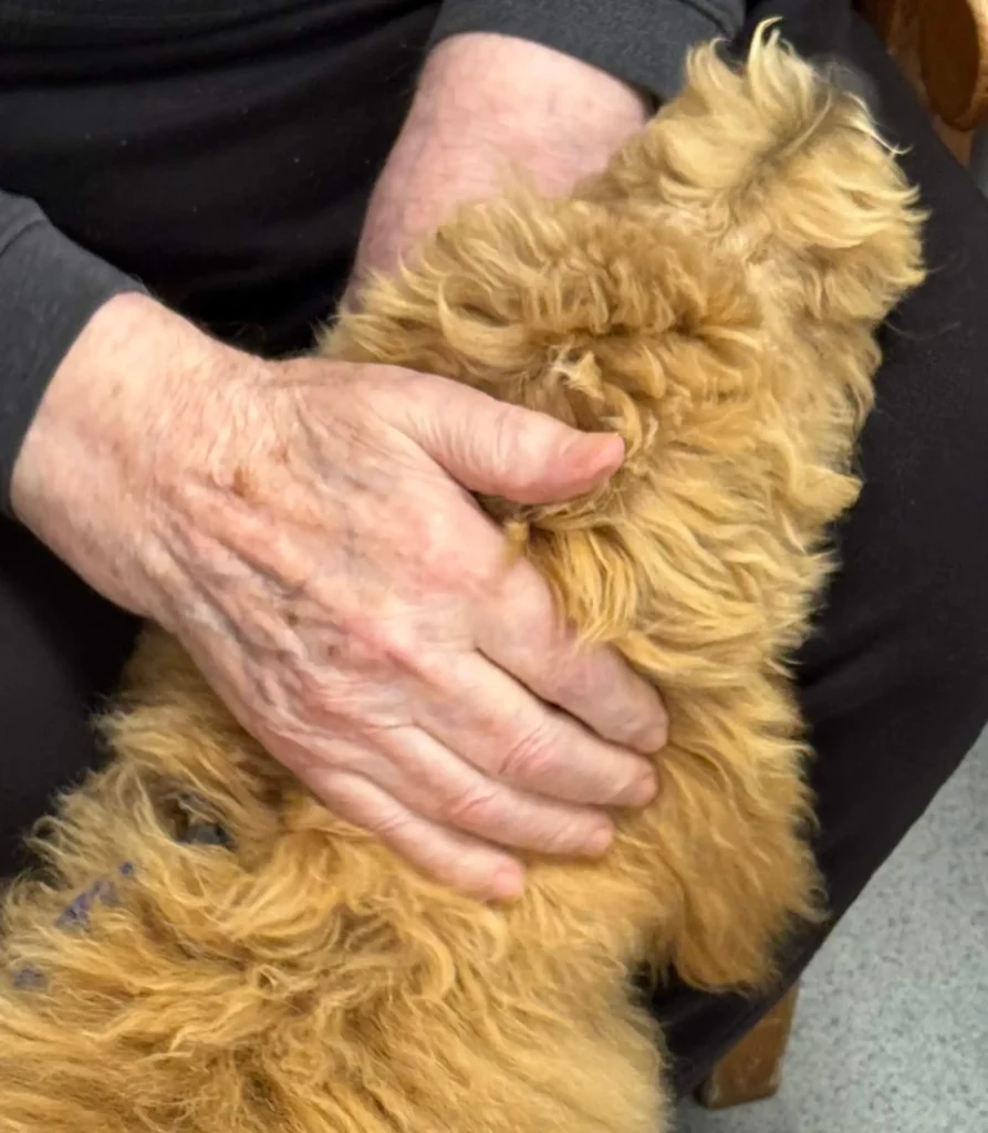 dog sharing hearty k9s