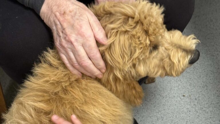 dog sharing old age home hearty k9s