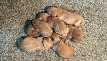 Featured image for “Mouse’s and Marlo’s pups”