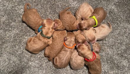 Featured image for “Reena’s and Simon’s Pups”