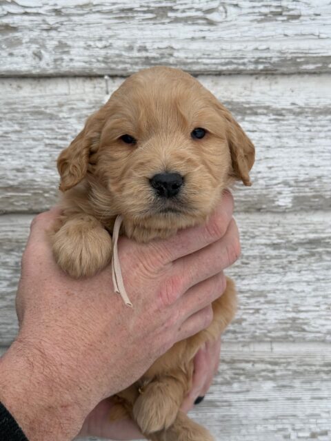 Ritz-Carlton Hearty9ks