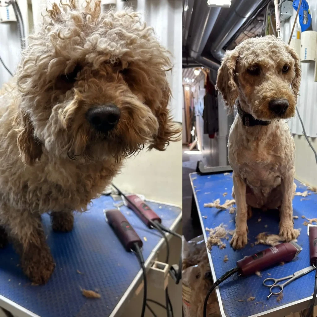 hearty k9 before and after home grooming