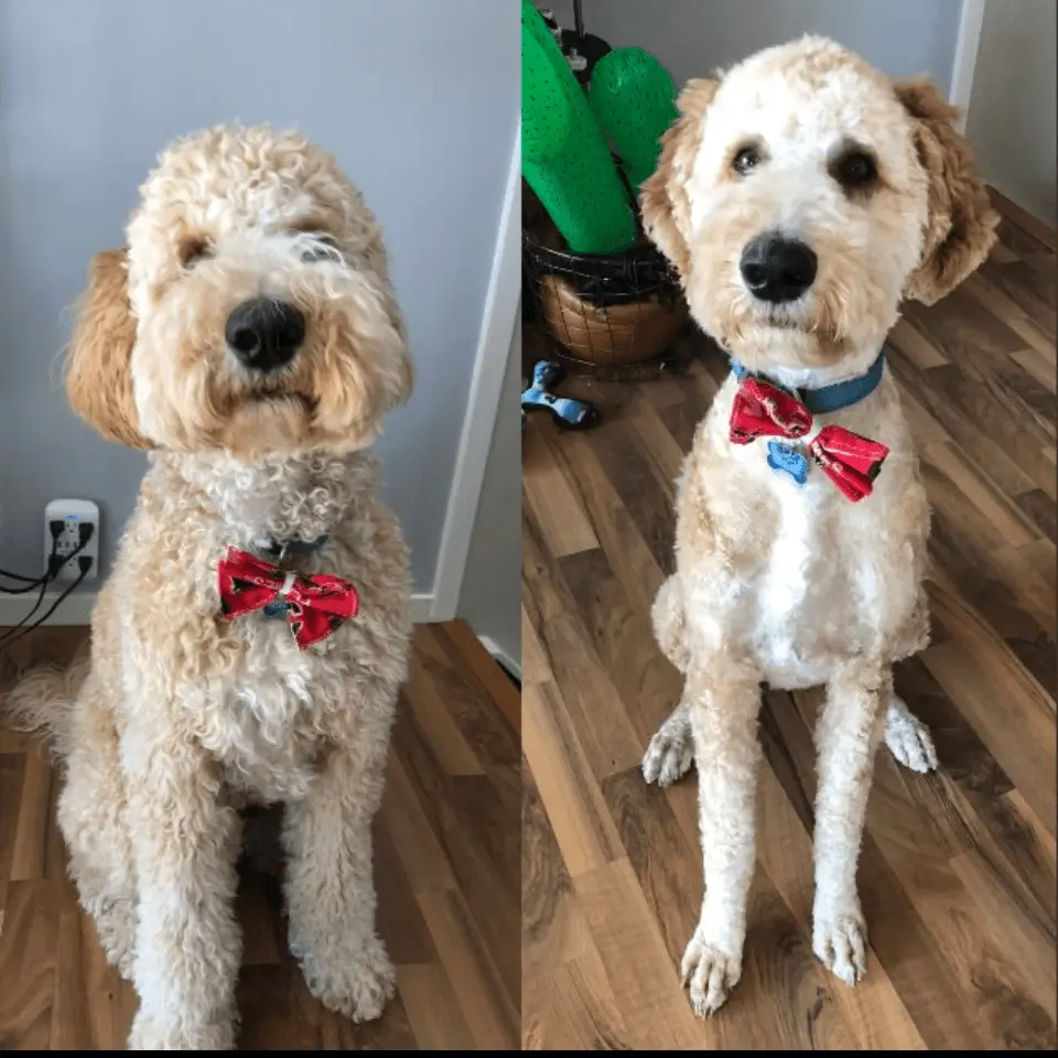 before and after home grooming