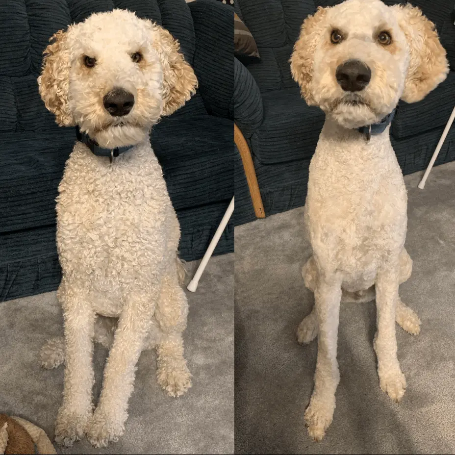 doodle before and after home grooming