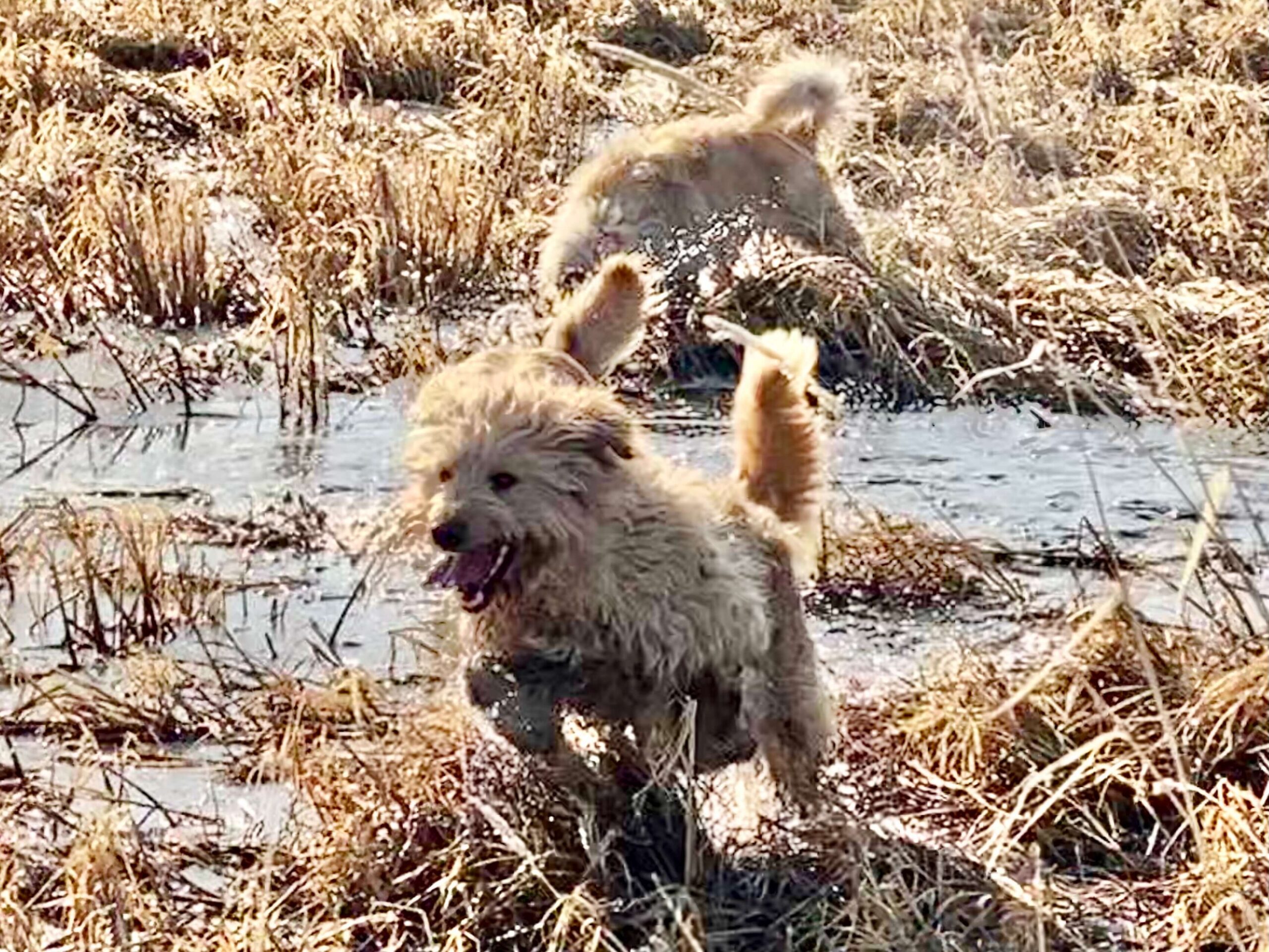 Featured image for “What Causes Mats in Goldendoodles? (Or Any Long-Haired Dog)”